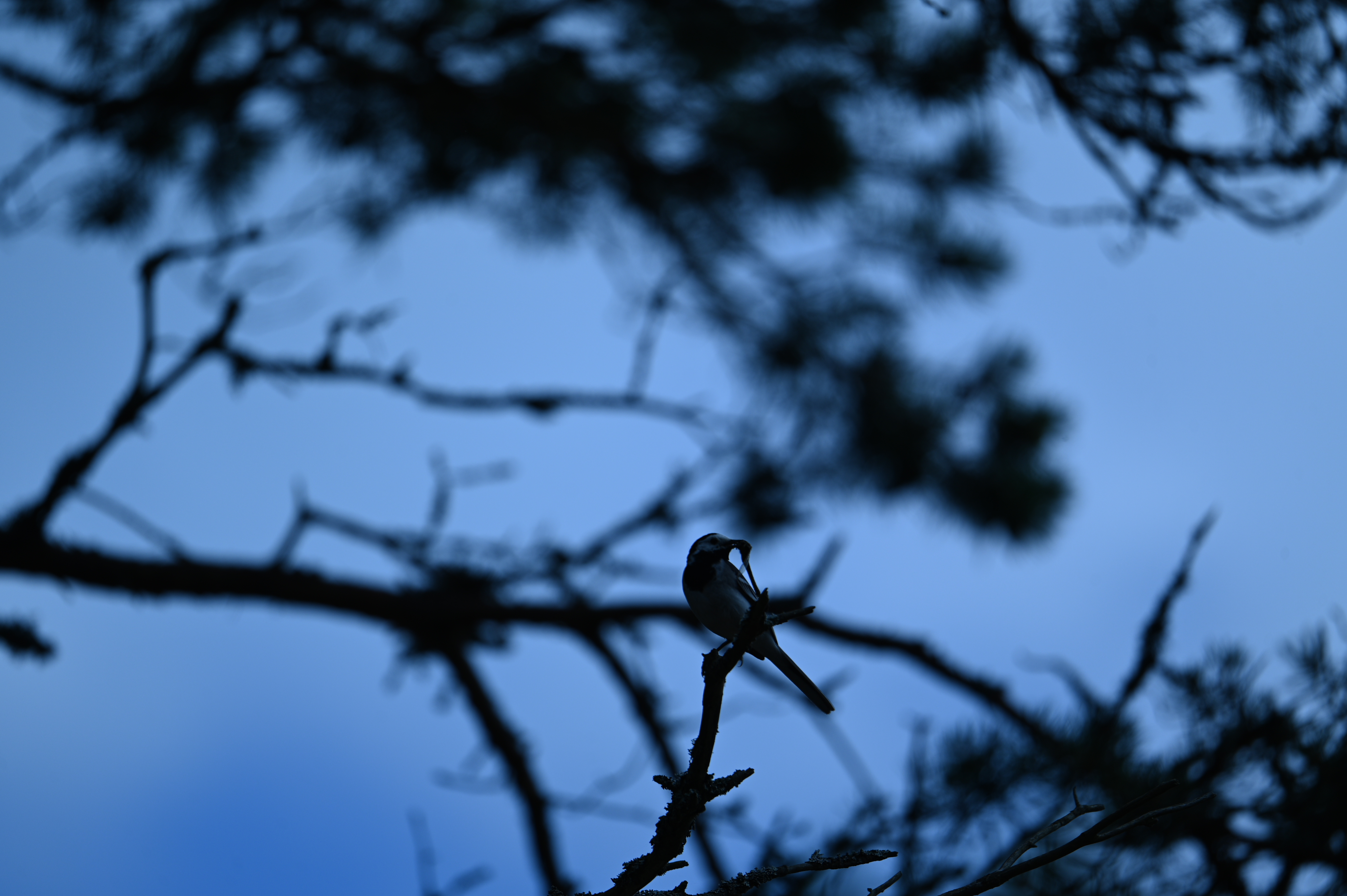 2025/07/09-14 - trip/DSC_0395.JPG